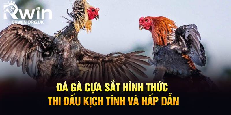 Đá gà cựa sắt hình thức thi đấu kịch tính và hấp dẫn